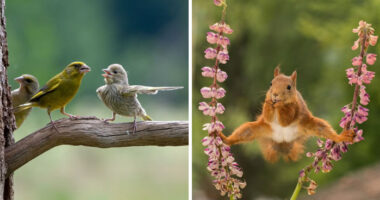 40 Perfectly Timed Wildlife Photos From The Comedy Wildlife Photography Awards
