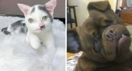 41 Pictures Of Incredibly Adorable Disabled Animals Proving That Cuteness Can Cope With Anything