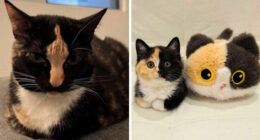 50 Funny And Cute Cat Photos That Might Make You Smile Today, Shared By This Community (New Pics)