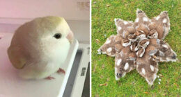 50 Times People Spotted The Cutest Animals And Just Had To Take A Pic Of Them