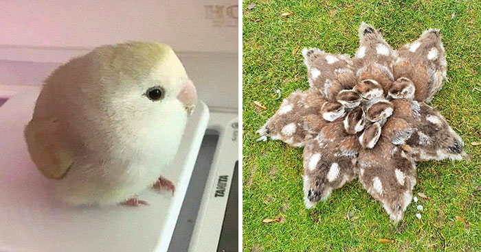 50 Times People Spotted The Cutest Animals And Just Had To Take A Pic Of Them