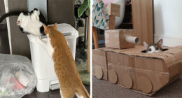 53 Times Cats Got Into Places That Are Not For Them