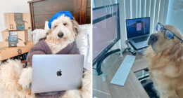 59 Adorable Dogs Who Look Like They’ve Had Too Many Meetings That Could’ve Been Emails As Shared By This Page