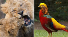 73 High-Quality Pics Showing Animals In All Their Glory