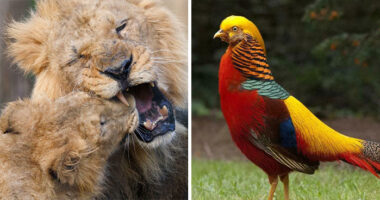 73 High-Quality Pics Showing Animals In All Their Glory