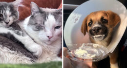 83 Adopted Animals Whose First Month In Their Forever Homes Is Pure Wholesomeness (February Edition)