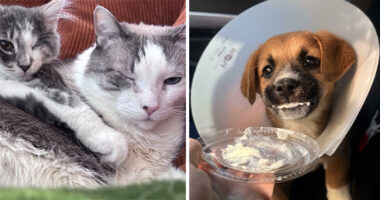 83 Adopted Animals Whose First Month In Their Forever Homes Is Pure Wholesomeness (February Edition)