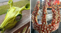 91 Unhinged Pics From Facebook Marketplace That Require A Few Double Takes To Understand