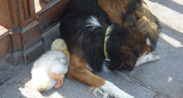 Adorable Duck And Dog Duo Spotted Napping Together In Paris