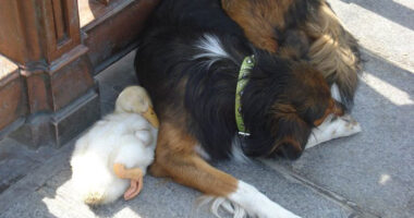 Adorable Duck And Dog Duo Spotted Napping Together In Paris