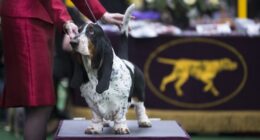 Autistic Boy Who Wandered Away Found Safe, Thanks to K-9 Hero 'Hoot' the Hound Dog – RedState