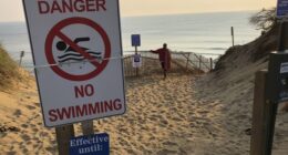 Bahamas 'Cocaine Sharks' Now Testing Positive for Cocaine and Caffeine – RedState