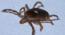 Biochemist and mRNA Pioneer Says CIA Used Ticks as Bio-Weapon.