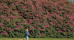 England's largest rhododendron in full bloom early this year at the South Lodge Hotel and Spa in West Sussex
