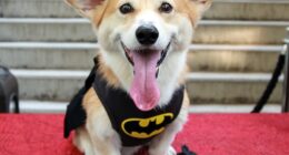 Brave Corgi Leads Pack of Stolen Dogs 11 Miles Along a Busy Chinese Freeway Back to Their Homes – RedState