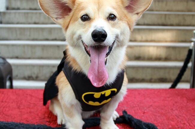 Brave Corgi Leads Pack of Stolen Dogs 11 Miles Along a Busy Chinese Freeway Back to Their Homes – RedState