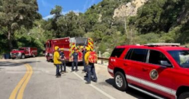 California hiker airlifted after being stung by fire ants on trail