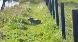 Mother-of-two Claudie Paddick, 42, spotted Samba out with her dogs but she was scared away when they came barking at her