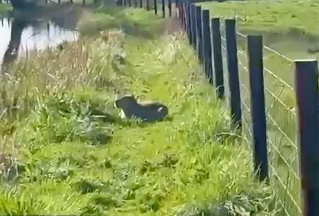 Mother-of-two Claudie Paddick, 42, spotted Samba out with her dogs but she was scared away when they came barking at her