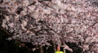 Cherry blossoms in DC have hit peak bloom. Here’s how long it’ll last