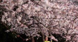 Cherry blossoms in DC have hit peak bloom. Here’s how long it’ll last