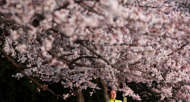 Cherry blossoms in DC have hit peak bloom. Here’s how long it’ll last