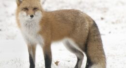 Clever Critter Outfoxes Immigration Authorities – RedState