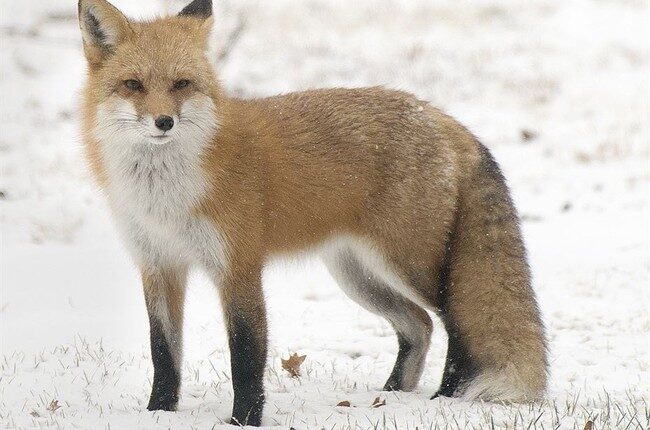 Clever Critter Outfoxes Immigration Authorities – RedState