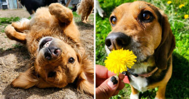 Dog Owners Are Sharing The Best Daycare Moments, And Here Are 51 That Stole The Show