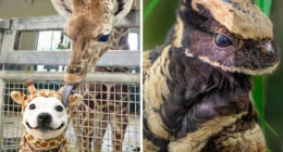 “Explaining The Wild”: 59 Facts And Photos To Teach You Something New About The World