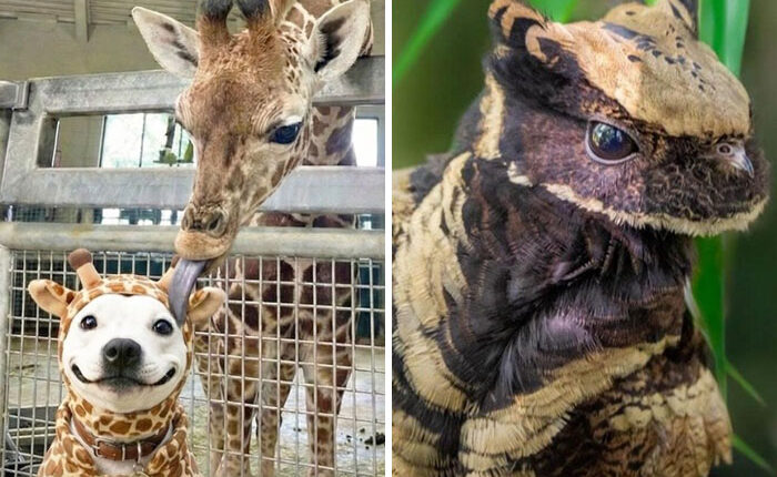 “Explaining The Wild”: 59 Facts And Photos To Teach You Something New About The World