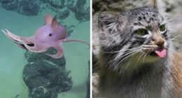 Explore Nature’s Hidden Gems With These 65 Incredible And Rare Animal Photos