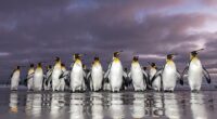 The group of king penguins can be seen coming back from the sea early in the morning after collecting lantern fish, squid and krill to feed their family