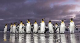 The group of king penguins can be seen coming back from the sea early in the morning after collecting lantern fish, squid and krill to feed their family