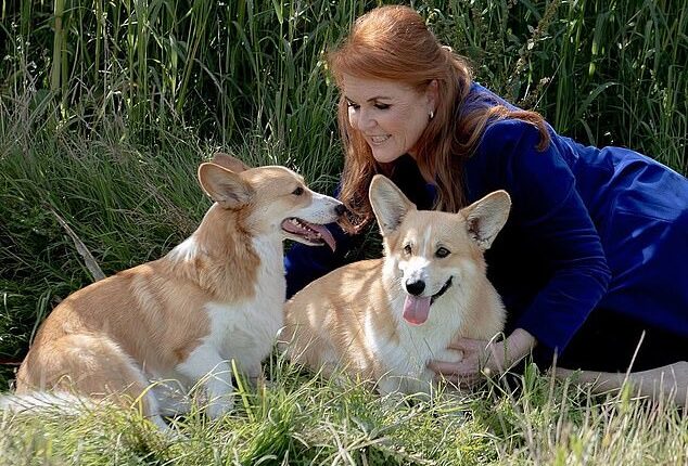 Sarah Ferguson was seeking ways to leverage what little remained of her royal status, when the idea of monetising the Queen's corgis was floated in May 2023