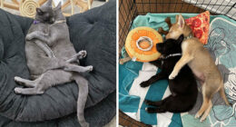 From Surviving To Living: 59 Before And After Pics Of Rescue Dogs Who Found Their Forever Homes (March Edition)