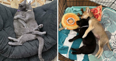 From Surviving To Living: 59 Before And After Pics Of Rescue Dogs Who Found Their Forever Homes (March Edition)