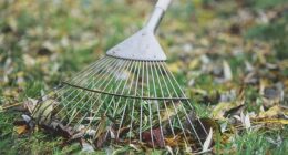 Clair Albone, a gardening specialist at Wickes, has revealed her top tips to get your lawn ready for the warmer months. One process she recommends is scarifying with a rake (stock image)