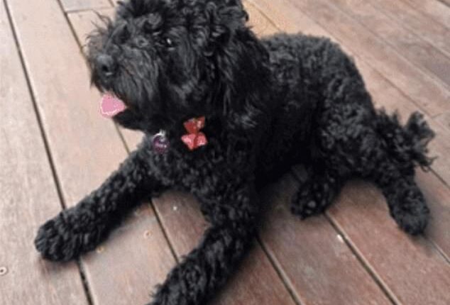 Officers located the adorable puppy (pictured) at a property on Barnett Grove in Noble Park, south-east of Melbourne, on Wednesday morning