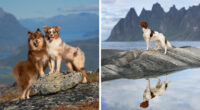 I Photographed Dogs Above The Arctic Circle, One Of The Most Extraordinary Places On Earth (24 Pics)