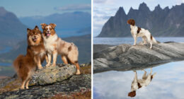 I Photographed Dogs Above The Arctic Circle, One Of The Most Extraordinary Places On Earth (24 Pics)