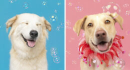 I Photographed Dogs Chasing Bubbles, And The Results Were Absolutely Hilarious (40 Pics)