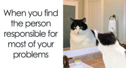 If You Love Chaotic Cat Humor, These 51 Poorly Made Cat Memes Might Be For You