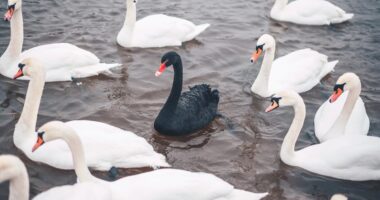 It’s a ‘black swan’ moment in oil but nowhere else. The stock market is at risk of a 20% fall, say these strategists.