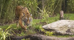 Looking for the ultimate family weekend away in the UK? We tried sleeping next to tigers at West Midlands Safari Park