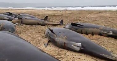 Mass stranding of 55 whales in Scotland caused by animals’ loyalty towards female member suffering difficult birth