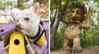 My Chihuahua Set Out On A Troll-Hunting Adventure In Minnesota’s Woods, And Here’s The Result (24 Pics)