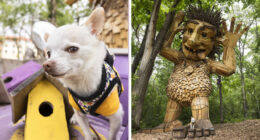 My Chihuahua Set Out On A Troll-Hunting Adventure In Minnesota’s Woods, And Here’s The Result (24 Pics)