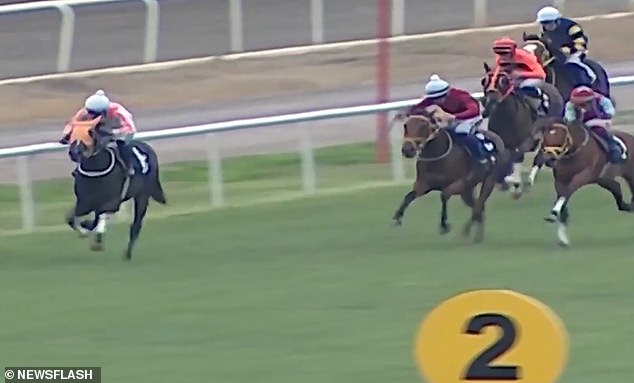 Smart Latch (pictured) won three races in her career but broke her leg in her last race in October. She had won 1,125,000 Turkish Lira (£19,200) in prize money