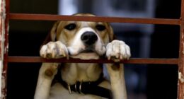 Pre-Teen Musician Starts a Non-Profit to Bring Healing Music to Shelter Animals – RedState